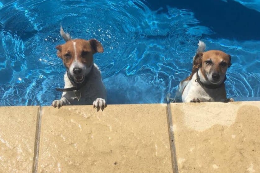 Dogs Jackie and Lucky, the Jack Russell terriers, in a swimming pool.