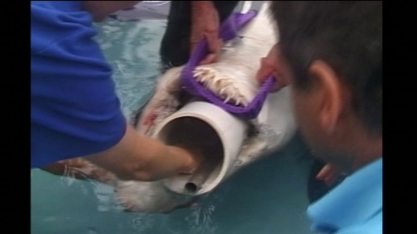 Accidental hooking threat: scientists remove a one-metre-long hook from a grey nurse shark's throat.