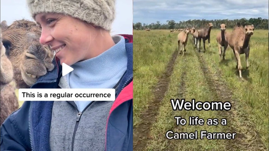 screen shots of tik tok videos show a young woman smiling at a camel, and a group of camels walking towards the camera