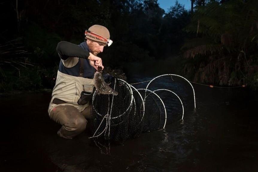 A researcher removing a platypus from a net at night
