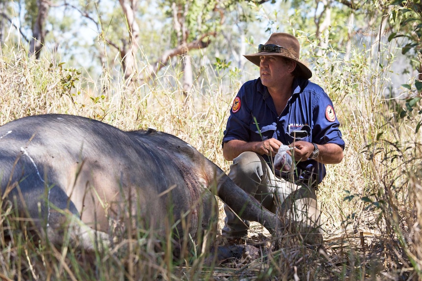 Central Arnhem Land ranger Will Green is kneeling beside a dead buffalo in the bush.