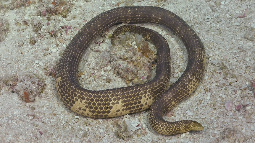 A brown and white snake curled up on the ocean floor.