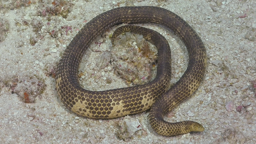 sea snake feared locally extinct