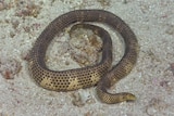A brown and white snake curled up on the ocean floor.