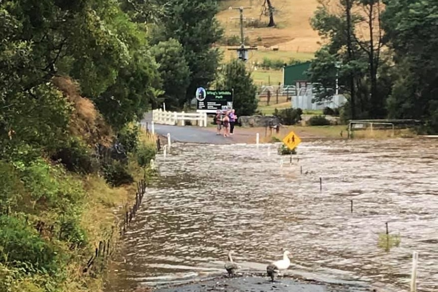 Ducks walk near a flooded road