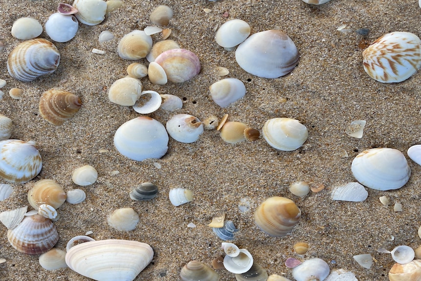 shells in the sand on a beach