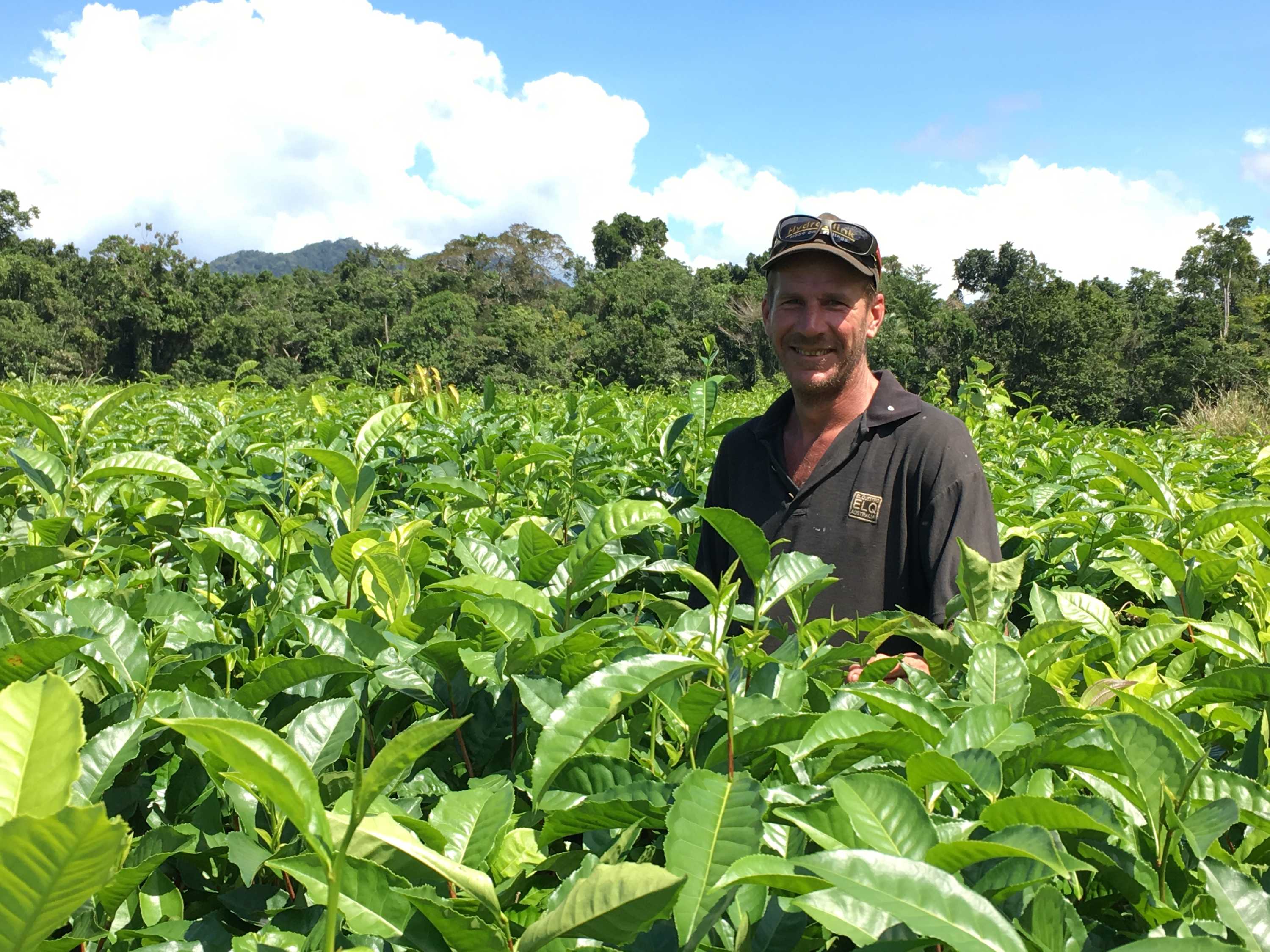 Daintree tea steeped in family tradition in World Heritagelisted Daintree rainforest ABC News