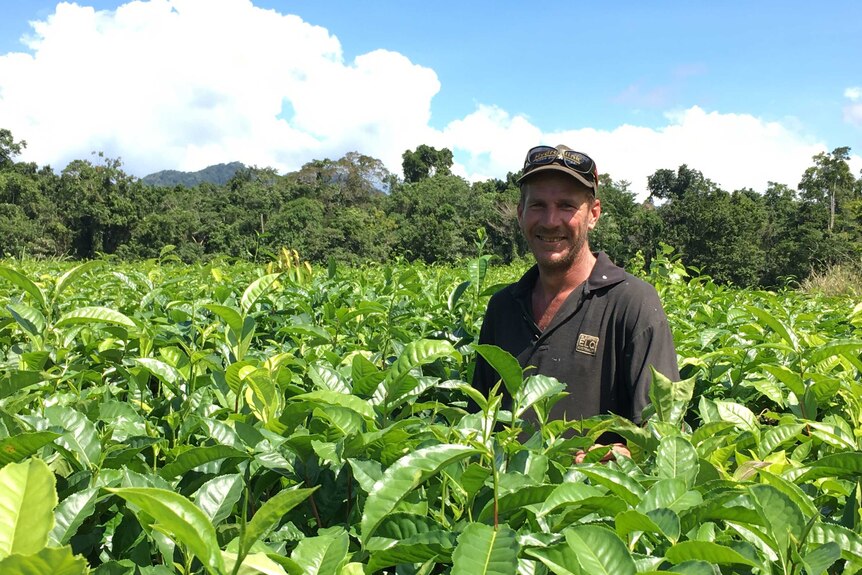 A farmer stands surrounded by fresh, green tea leaves with Daintree rainforest in background