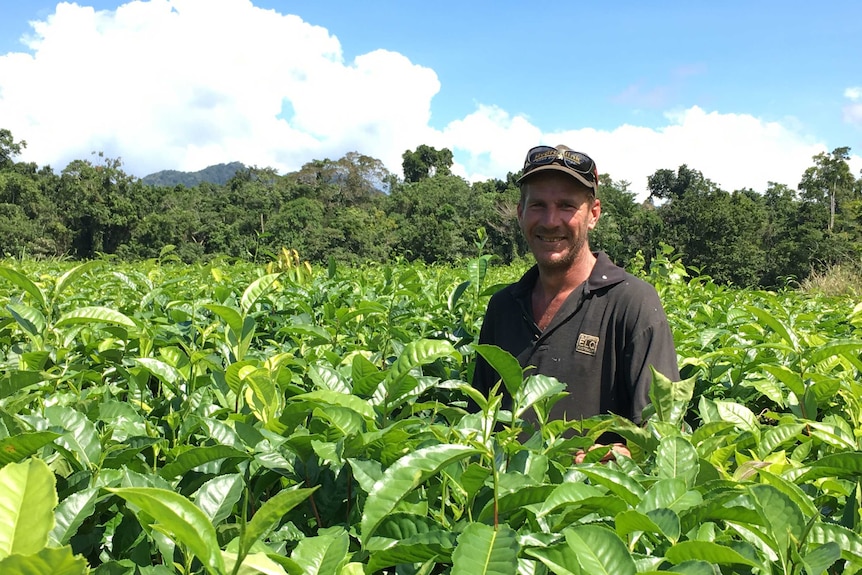 A farmer stands surrounded by fresh, green tea leaves with Daintree rainforest in background