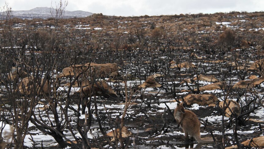 A wallaby in a burnt landscape on Tasmania's central plateau.