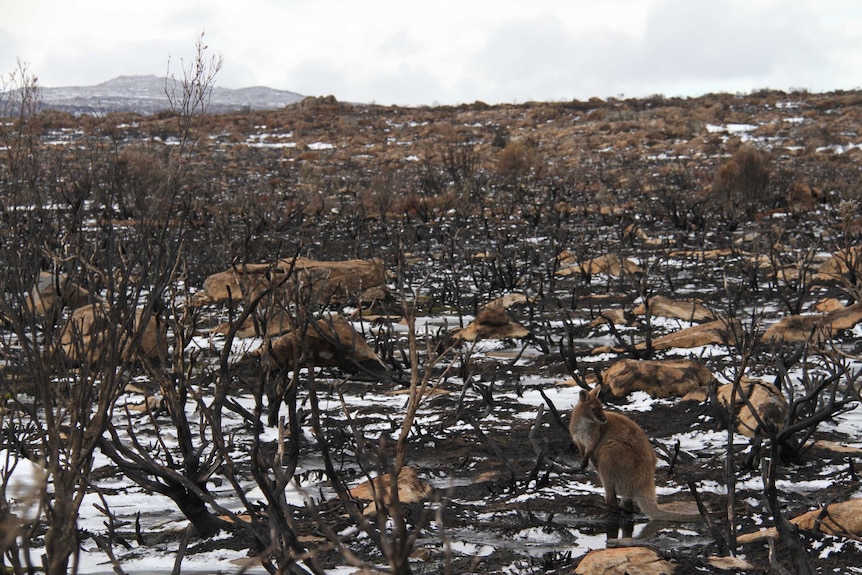 A wallaby in a burnt landscape on Tasmania's central plateau.