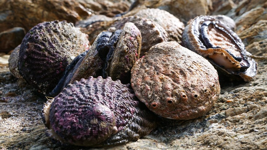 A small pile of abalone in their shells on the rocks
