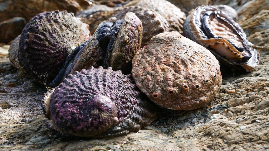 Close-up of a small pile of fresh abalone on rocks