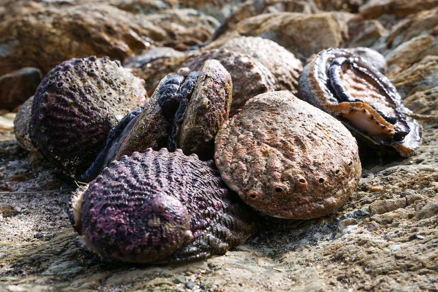 A small pile of abalone in their shells on the rocks