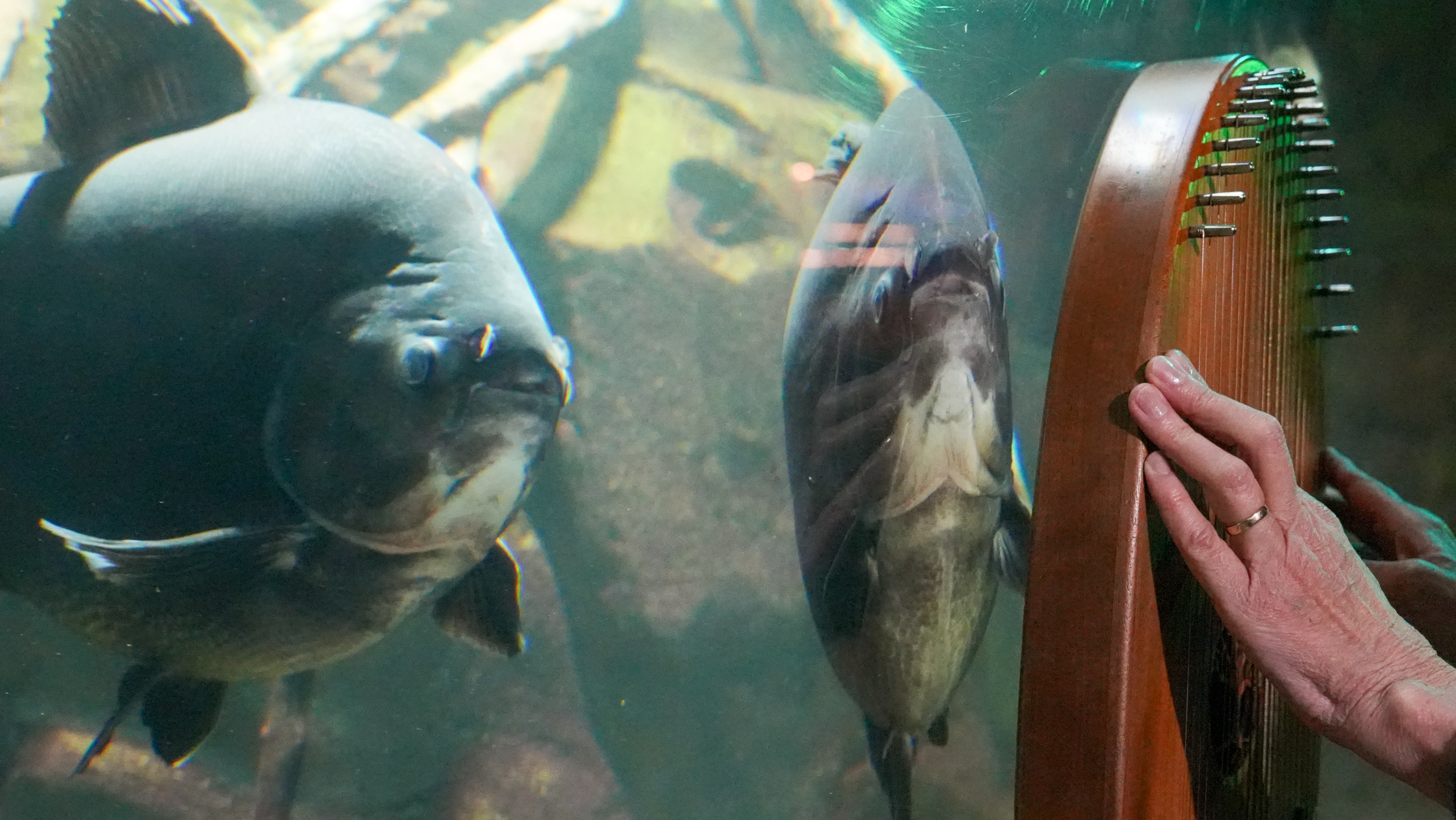 A harp against a fish tank with fish inside.