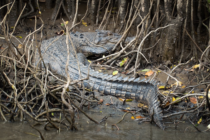 crocodile on river bank surrounded by mangroves
