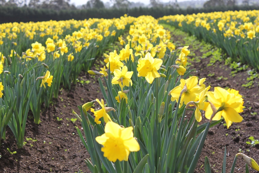 Gippsland daffodils