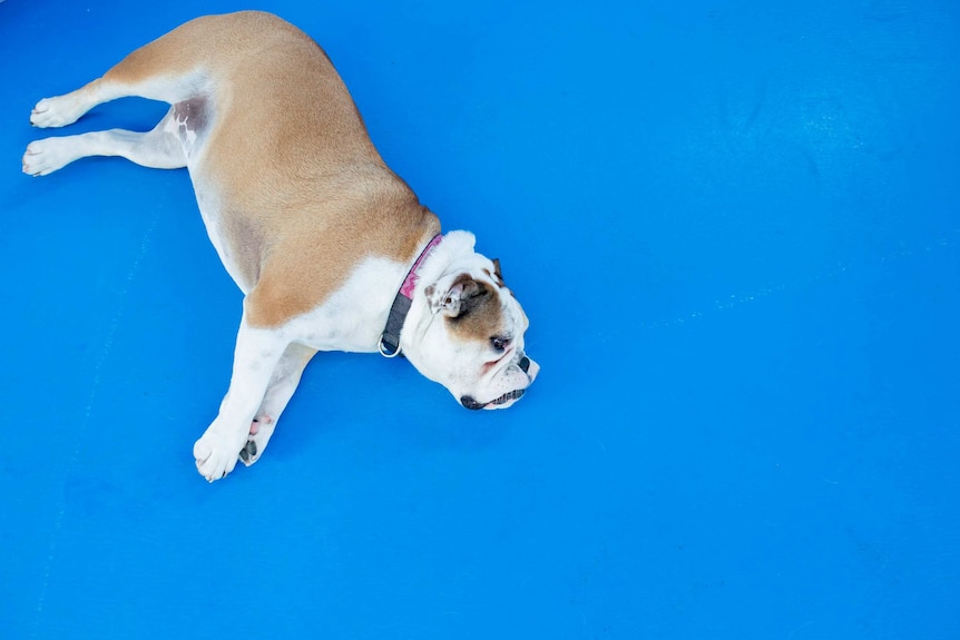 A Bulldog lies on a blue floor.