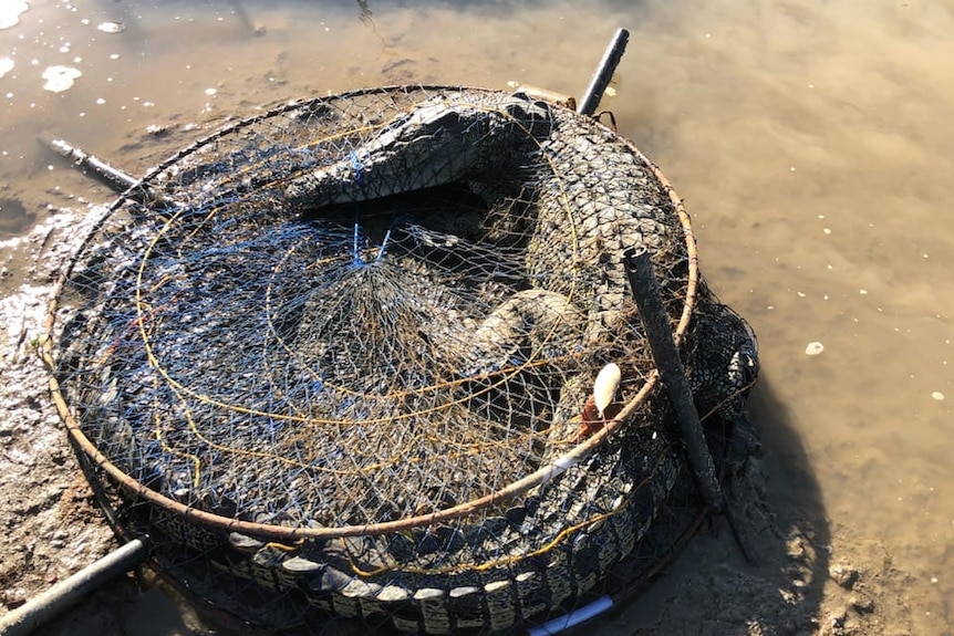 A small crocodile inside a crab pot on the bank of a river