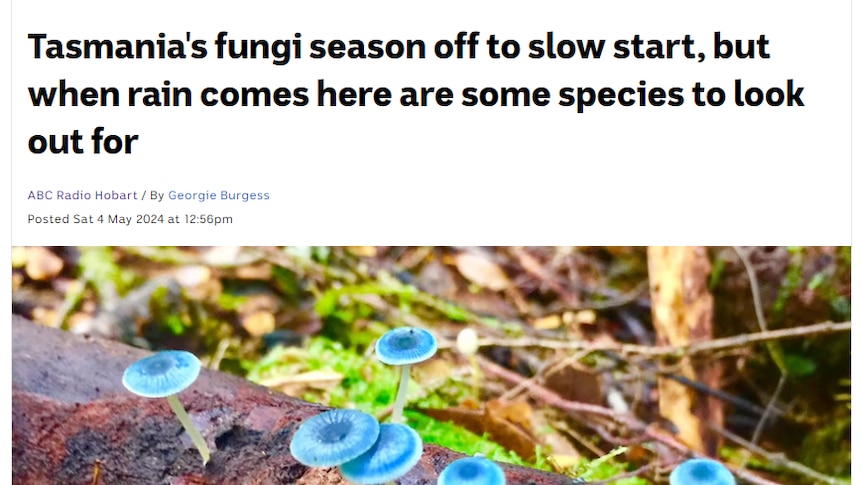 A screenshot of an article on the ABC News website, showing the article headline and a photo of small, bright blue fungi.