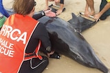 A dolphin on the beach with volunteers placing small slings under it