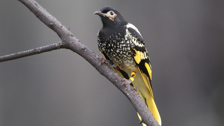 A black and yellow Regent Honeyeater sits on a branch.