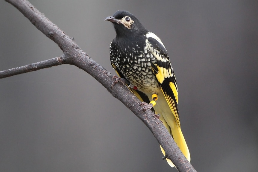 A black and yellow Regent Honeyeater sits on a branch.