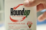 A closeup photo of a bottle of Roundup.
