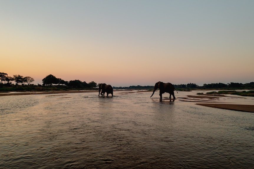 Elephants cross a river.