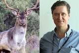 A composite image of a deer and a man in a blue shirt