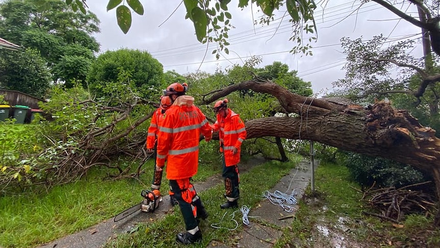 Person dressed in high-vis clothing chain-saws branches on fallen tree in suburban yard