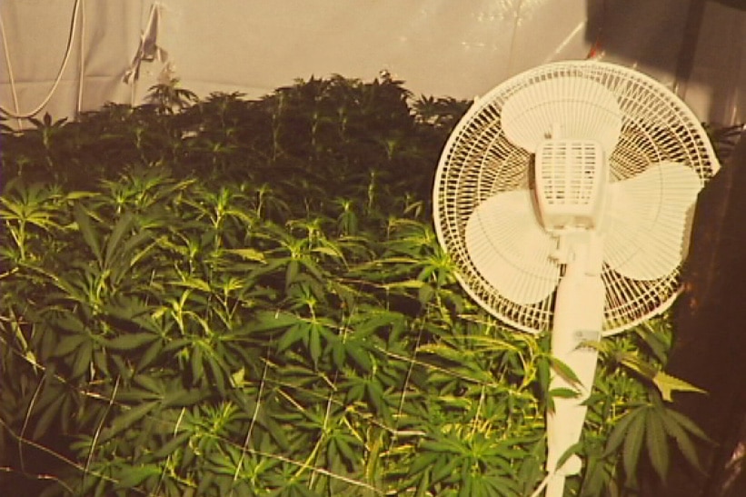 Cannabis crop at home of Karen Hodgson