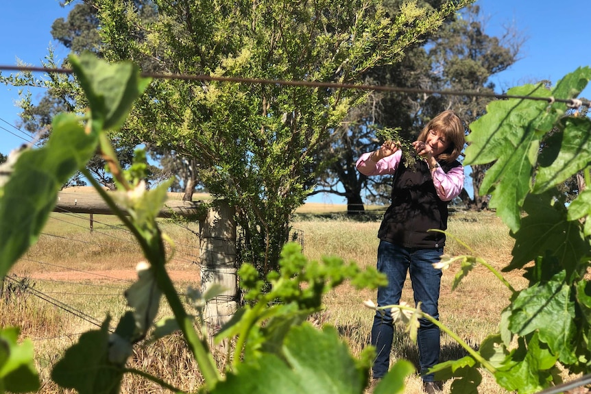 A woman inspects flowers on a tree growing amid rows of vines in a vineyard.