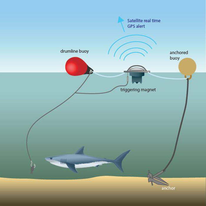 A cartoon diagram showing how SMART drum lines work.