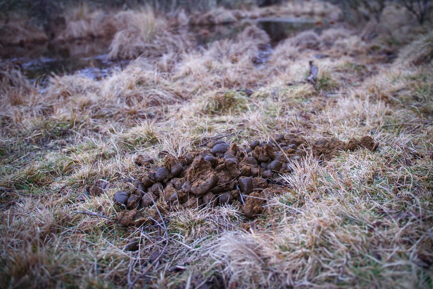 A pile of horse dung on a wet marsh.