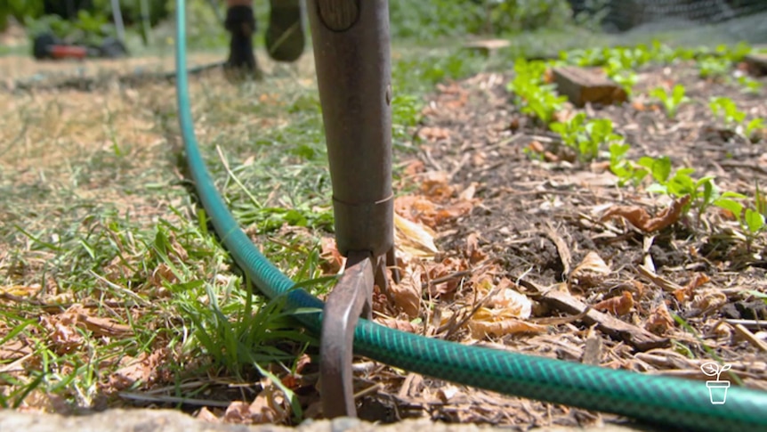 Garden fork pushed into ground holding hose between the tines