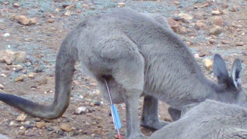 An arrow is lodged in the leg of a Kangaroo