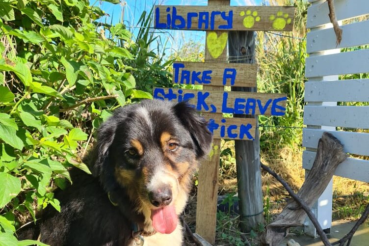 A dog sitting in front of a 'dog library' sign at the beach with a pile of sticks