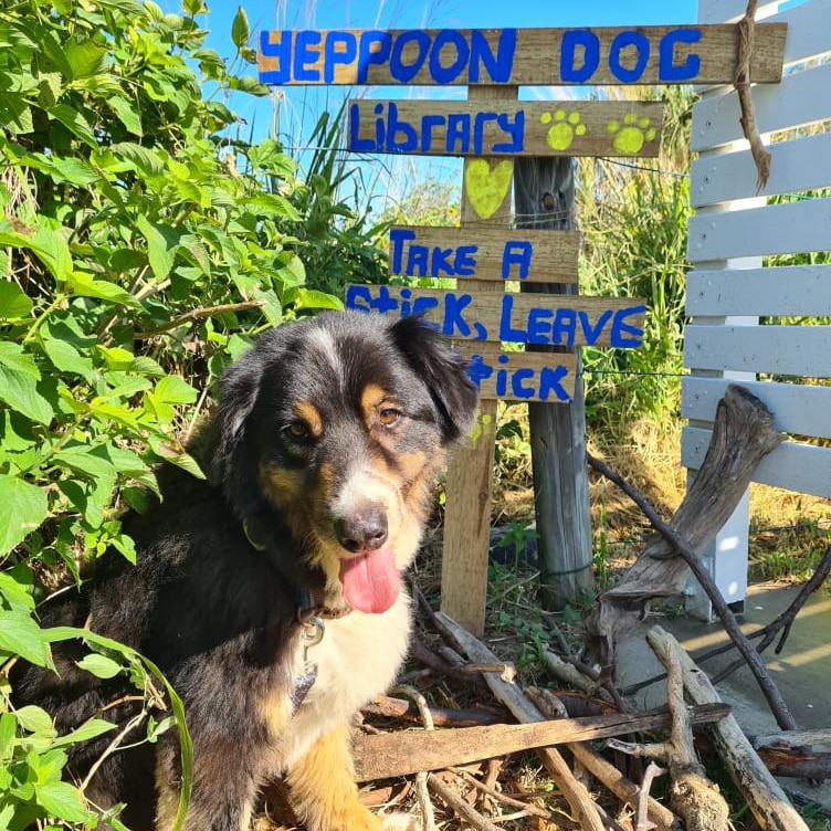 A dog sitting in front of a 'dog library' sign at the beach with a pile of sticks