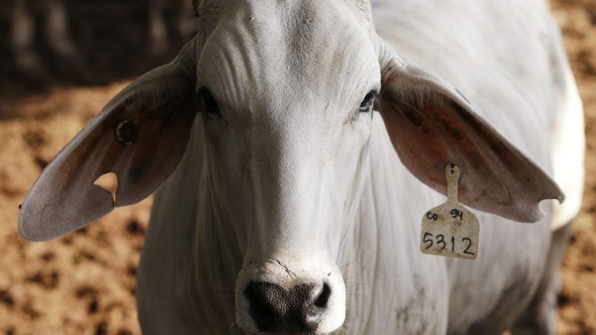 Cattle at feedlot.