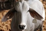 Close-up of a grey cow facing the camera.