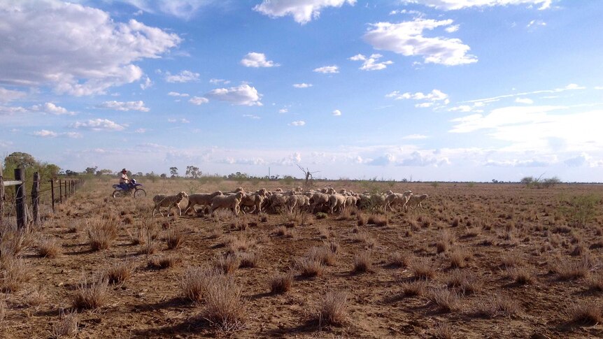 John Milne musters sheep on his Longreach property