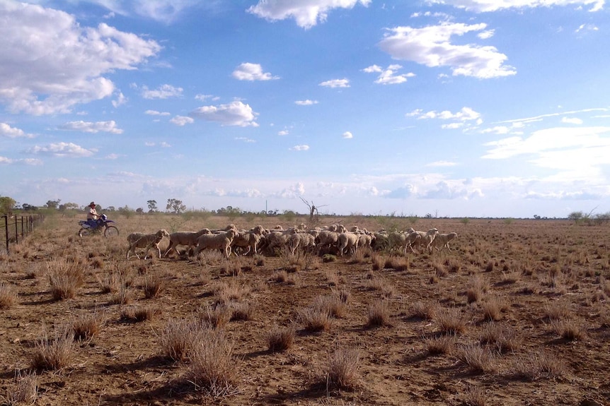 John Milne herds sheep on his Longreach property