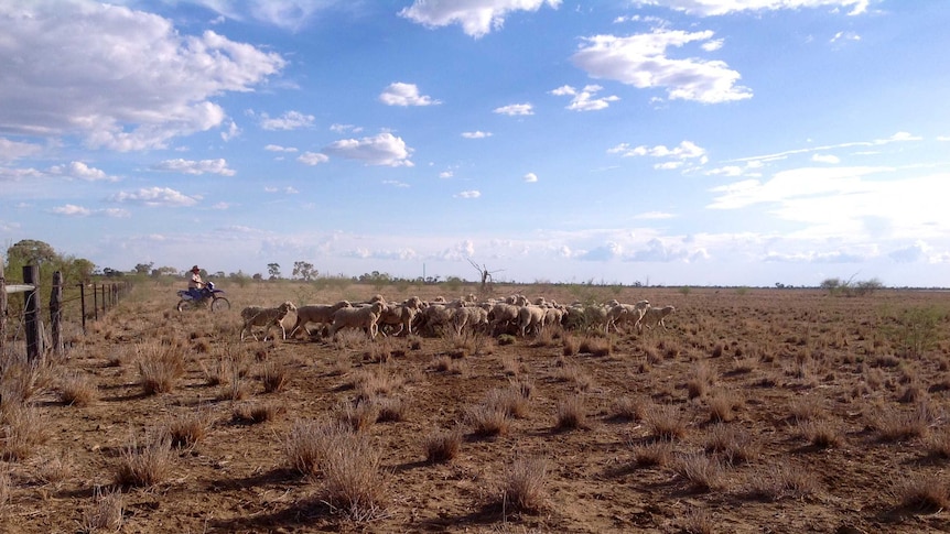 John Milne herds sheep on his Longreach property