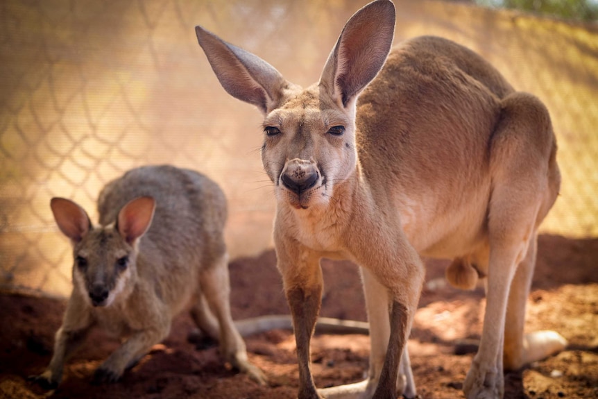 A red kangaroo next to an agile wallaby joey in an enclosure.
