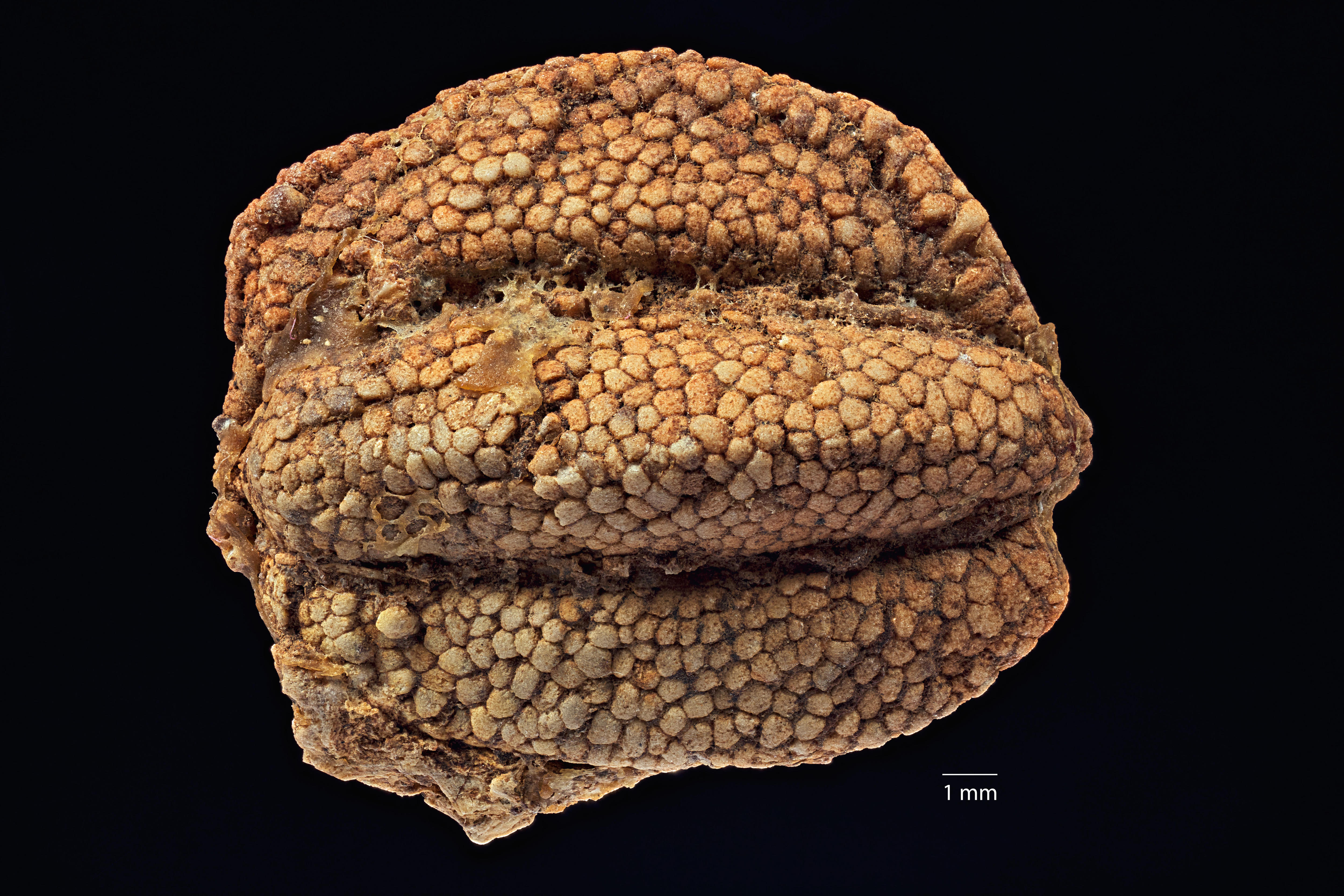 Discovery of 30-million-year-old fossilised fruit changes evolutionary story