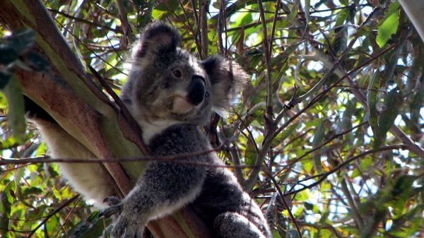 A lack of well-dated fossil records makes it difficult to determine the true ancestor of the modern koala.