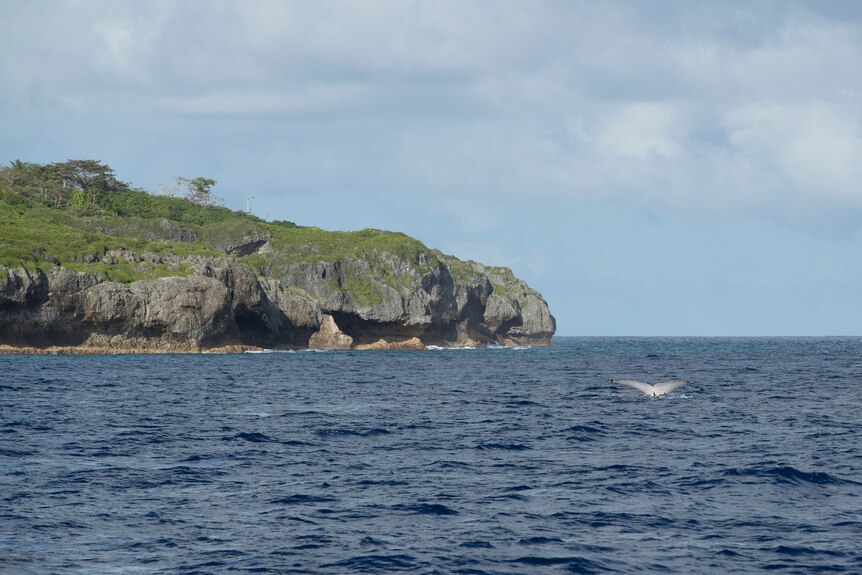 Whale tail can be seen emerged from deep blue sea. Rocky landscape leads into ocean. 