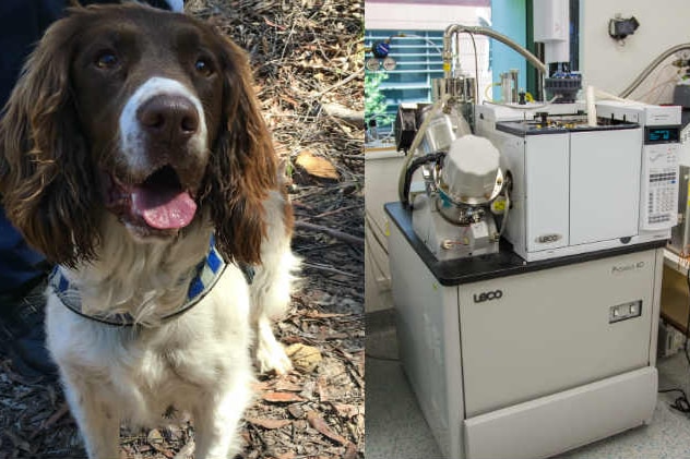 Composite image of a mass spectrometer and a cadaver dog