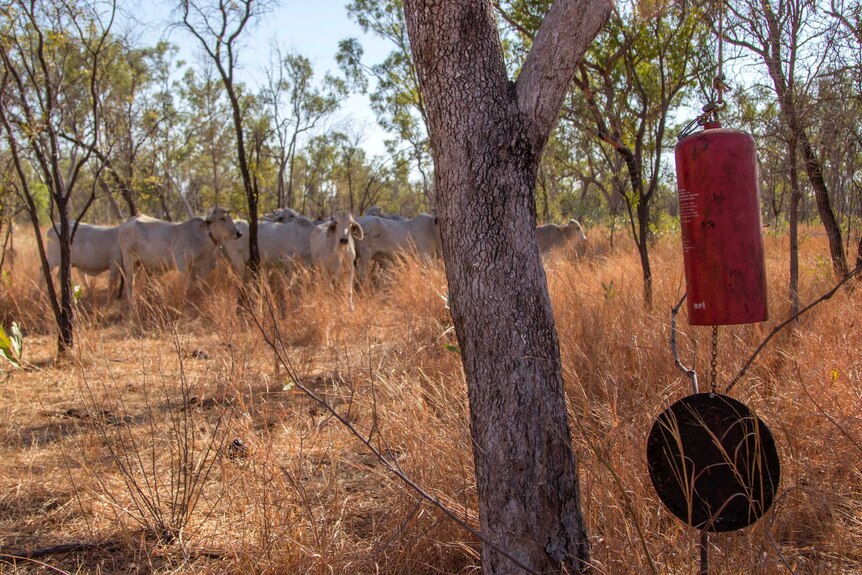 an old fire extinguisher which has been converted into a wind chime, hanging in a tree with cattle in the background.